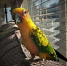 Lost Conure