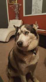 Lost Dog