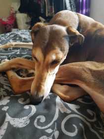 Lost Dog