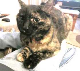 Lost Cat