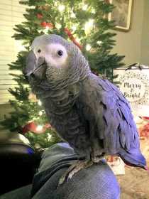 Lost African Grey