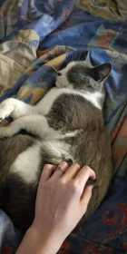 Lost Cat