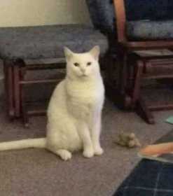 Lost Cat