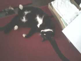 Lost Cat