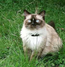 Lost Cat