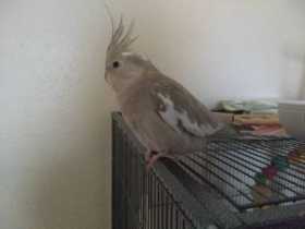 Lost Cockatiel