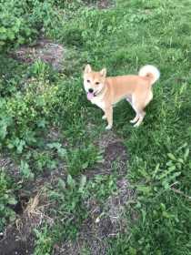 Lost Dog
