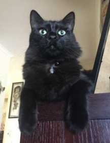 Lost Cat