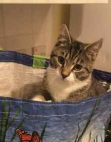 Lost Cat