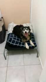 Lost Dog