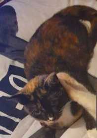 Lost Cat