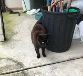 Lost Cat