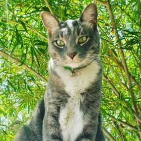 Lost Cat