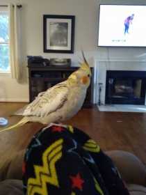 Lost Cockatiel