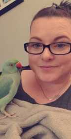 Lost Indian Ringneck Parakeet