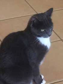 Lost Cat
