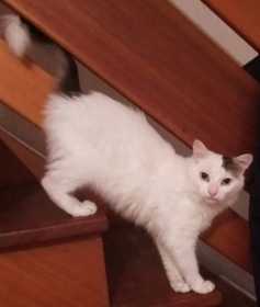 Lost Cat