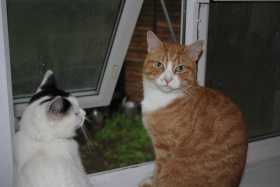 Lost Cat