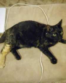 Lost Cat