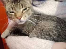 Lost Cat