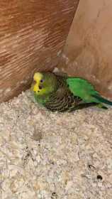 Lost Budgerigar