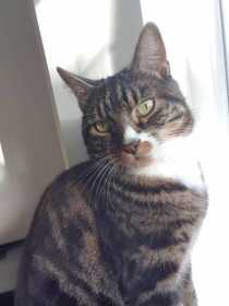 Lost Cat