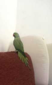 Lost Indian Ringneck Parakeet