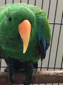 Lost Eclectus