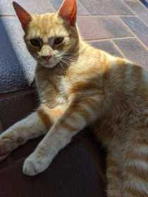 Lost Cat
