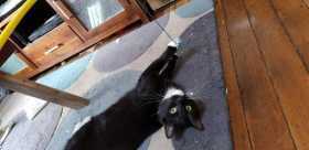 Lost Cat
