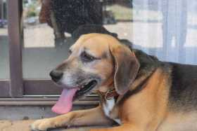 Lost Dog