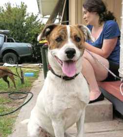 Lost Dog