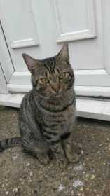 Lost Cat