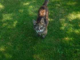 Lost Cat
