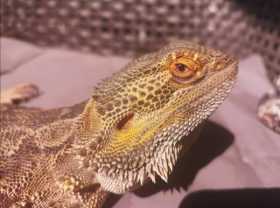 Lost Bearded dragon