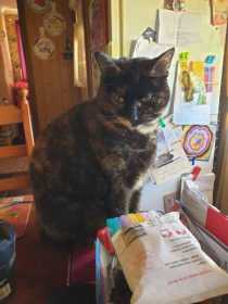 Lost Cat