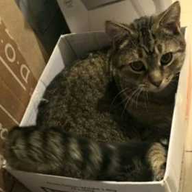 Lost Cat