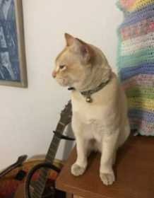 Lost Cat