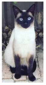 Lost Cat