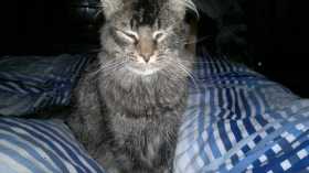 Lost Cat
