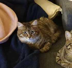 Lost Cat