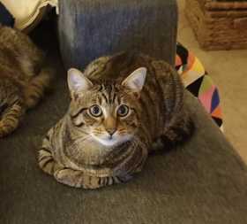 Lost Cat