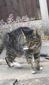 Lost Cat