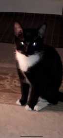 Lost Cat
