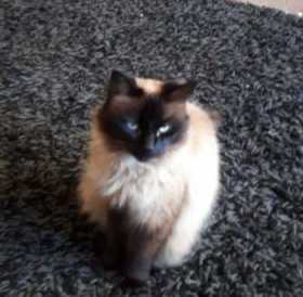 Lost Cat