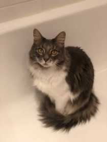Lost Cat