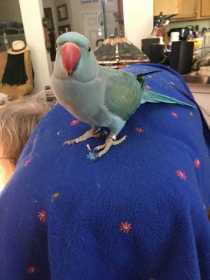 Lost Indian Ringneck Parakeet