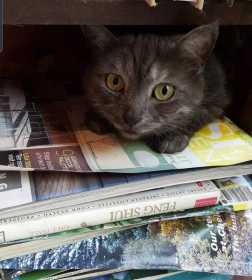 Lost Cat