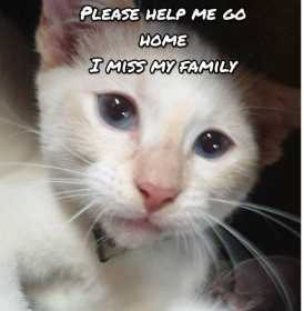 Lost Cat