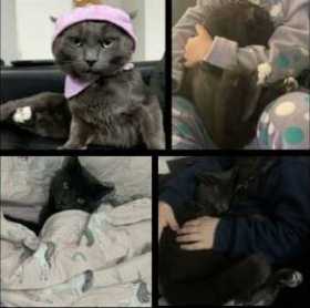 Lost Cat